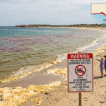 south australia algal bloom
